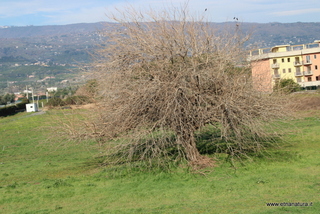 Gelso della Casa Rossa